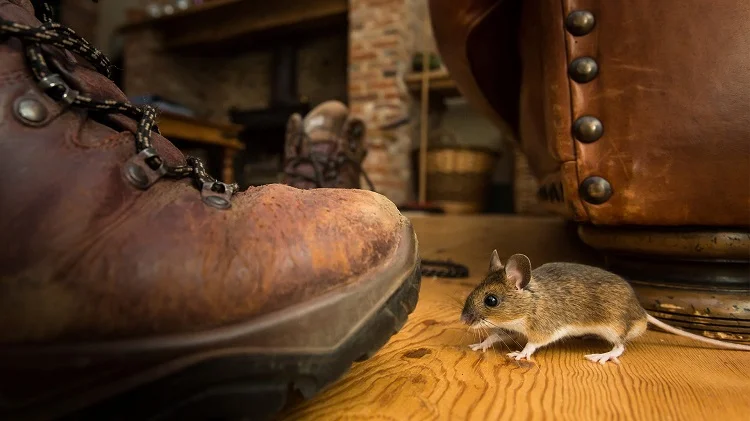 Rodents That May Invade Your Home