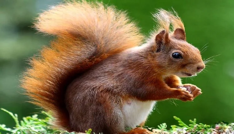 Rodent Control Services