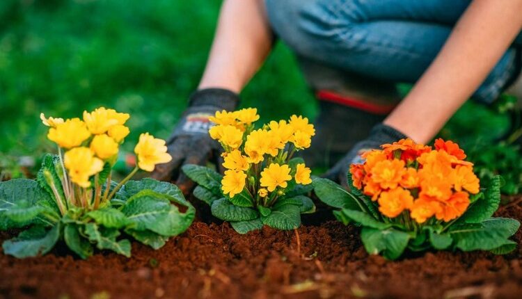 Ground Planting
