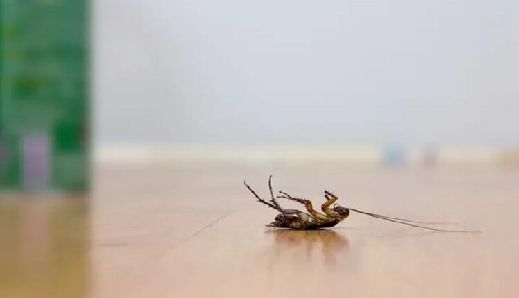 Pest Control